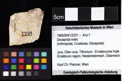 Foto (Objket + Etiketten) von Decapoda indet. 